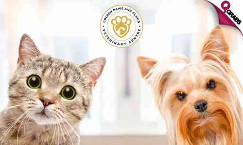 Grooming Services for Cats & Dogs!